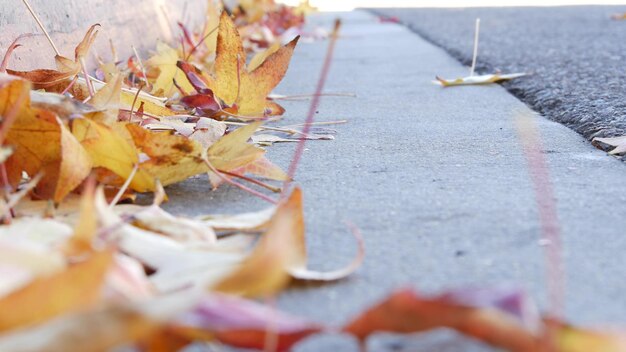 Hojas de arce caídas de otoño amarillo seco en el suelo de la calle de la ciudad americana por bordillo