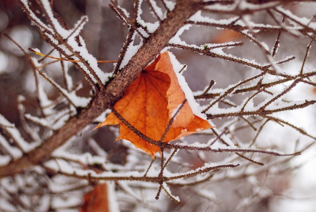 Hojas de arce caídas en ramajes de árboles cubiertos con la primera nieve