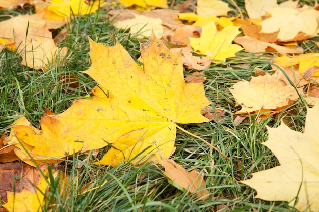 Hojas de arce caídas sobre la hierba verde en la temporada de otoño. Tema de otoño. Vista superior.