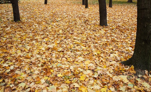 Hojas de arce caídas en la temporada de otoño