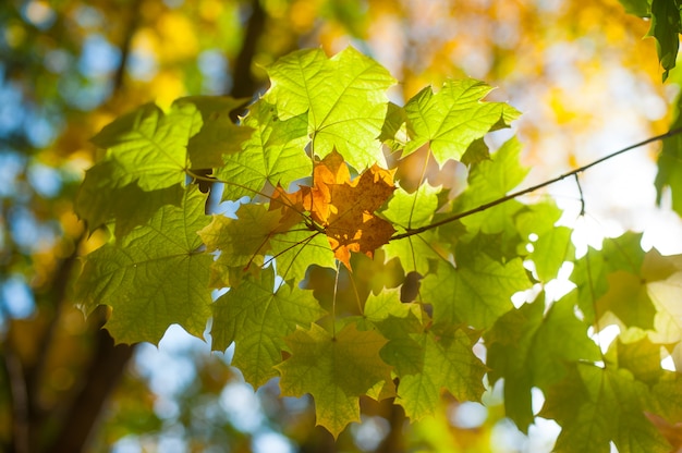 Hojas de arce cálido otoño puesta de sol árbol borroso