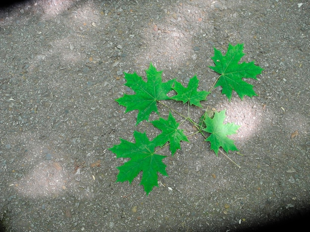 Foto hojas de arce en el camino