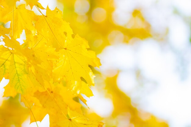 Hojas de arce de color amarillo brillante. Fondo al aire libre de la temporada de otoño. Coloridas hojas de arce otoñal en la rama de un árbol. Copia espacio