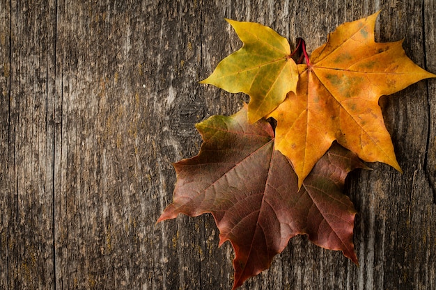 Hojas de arce coloridas del otoño en una superficie de madera