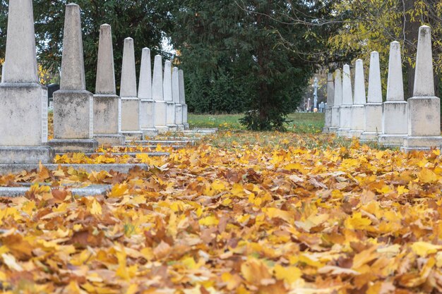 Hojas de arce doradas bajas como una alfombra en un cementerio