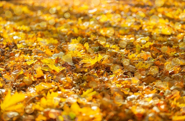 Hojas de arce de fondo amarillo otoño con bokeh