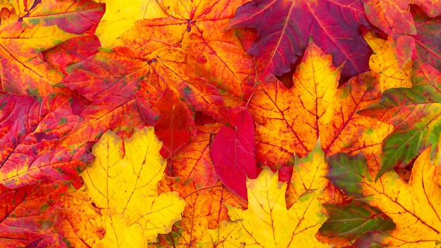 hojas de arce de fondo de otoño