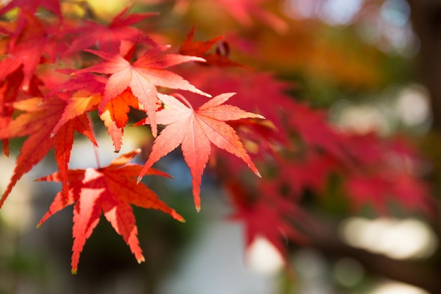 hojas de arce japonés rojo