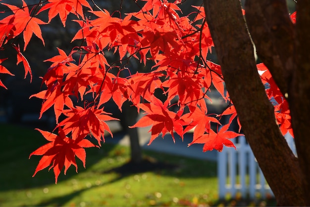 Hojas de arce japonés sobre fondo soleado en otoño