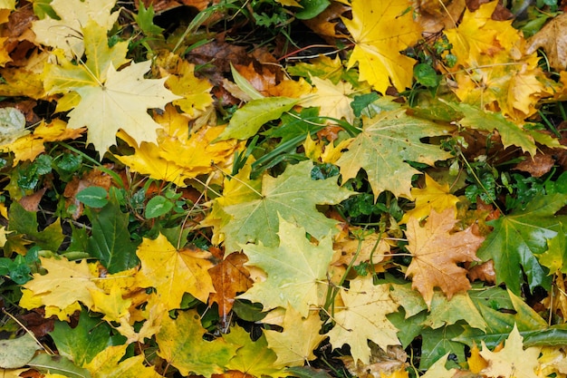 Hojas de arce multicolores se encuentran en la hierba Césped con hierba verde cubierta con hojas de arce amarillas caídas Hojas de arce rojas y amarillas en hierba verde Otoño noviembre en el parque