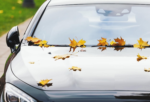 Foto hojas de arce en un nuevo auto de lujo en otoño