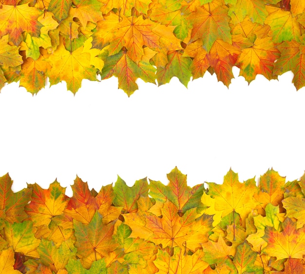 Foto hojas de arce de otoño aisladas en un blanco