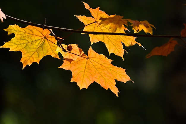 Hojas de arce de otoño en los árboles