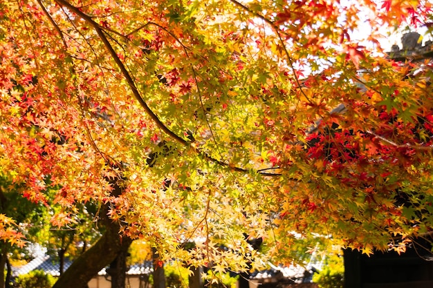 Hojas de arce en otoño con cambio de color en otoño de fondo natural naranja amarillo y rojo