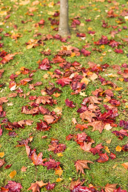 Hojas de arce de otoño rojo sobre la hierba verde.