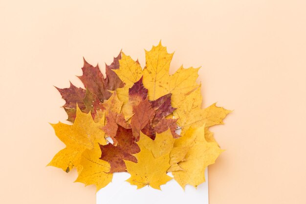 hojas de arce de otoño con sobre en beige