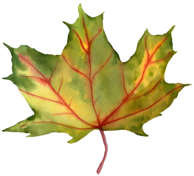 Hojas de arce de otoño