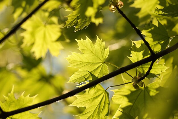 hojas de arce de primavera en una ramita en el bosque