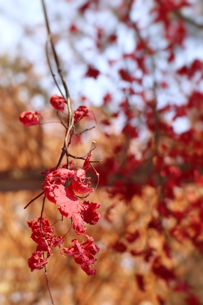 Hojas de arce en primavera