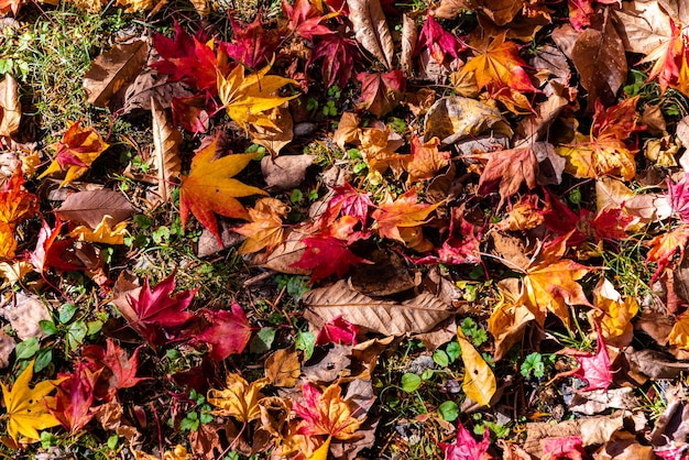 Hojas de arce rojas caídas en otoño en el suelo vista de cerca desde arriba concepto estacional de otoño