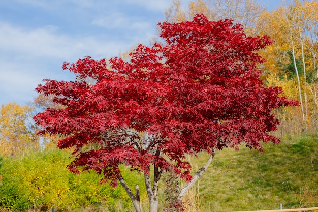 Las hojas de arce rojas en la estación del otoño con el fondo borroso, tomada en Japón.