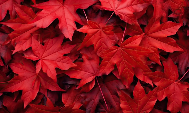 Las hojas de arce rojas de fondo la textura de otoño