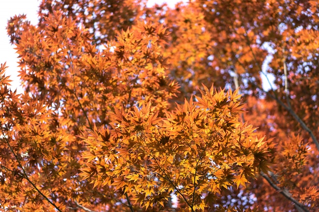 Hojas de arce rojas durante el otoño en Japón.