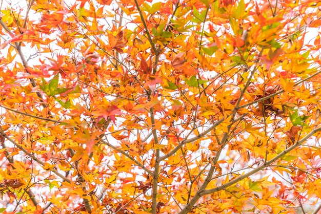 Hojas de arce rojas que florecen en Arashiyama