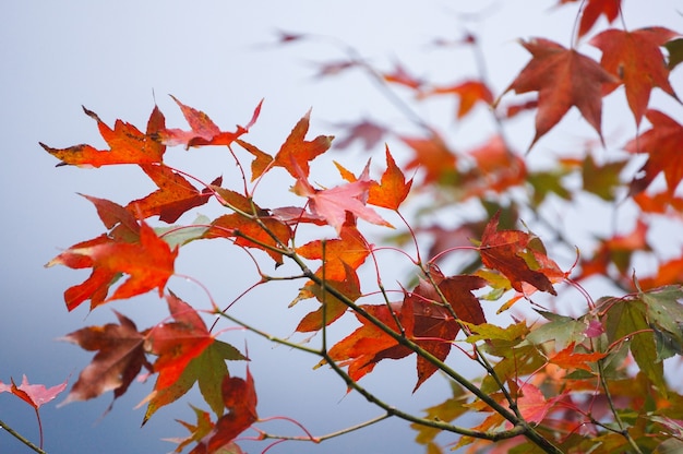 Hojas de arce rojas y verdes en otoño u otoño