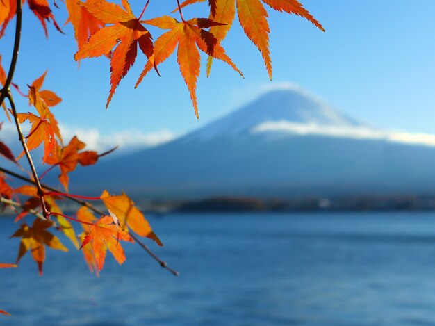 Hojas de arce rojo y amarillo en el fondo de la montaña de Fuji, lago Kawaguchiko, Japón