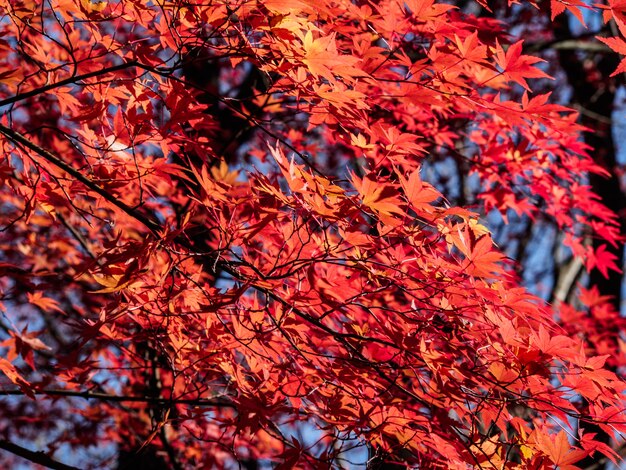 hojas de arce rojo en el árbol de arce en el otoño