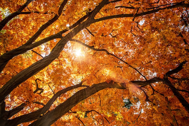 Hojas de arce rojo en otoño