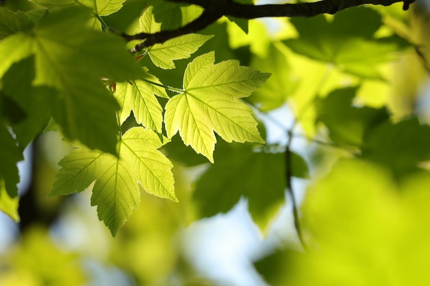 Hojas de arce sicomoro en el bosque