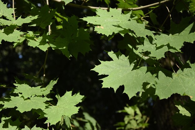 Hojas de arce en el territorio de la finca de la noble familia de los Yazykovs Yazykovo Ulyanovsk