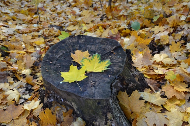 hojas de arce en el tocón en el bosque de otoño, primer plano