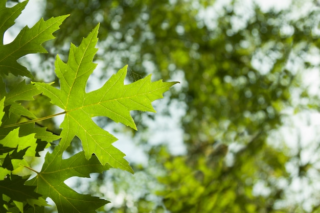 Hojas de arce verde en un árbol contra el cielo