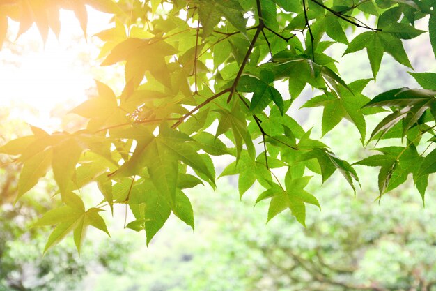 Hojas de arce verde fresco en la rama con luz solar