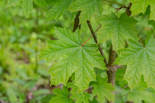 Hojas de arce verde primer plano de fondo el enfoque selectivo