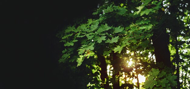 Hojas de arce verdes frescas