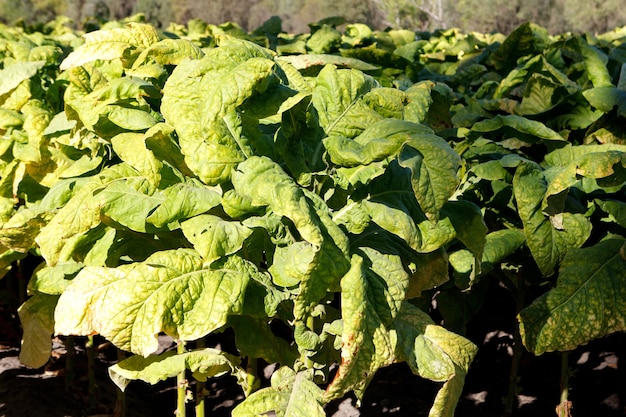 Hojas arrugadas de tabaco