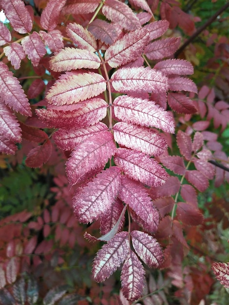 Foto hojas de avena roja de otoño hojas y bayas de avena