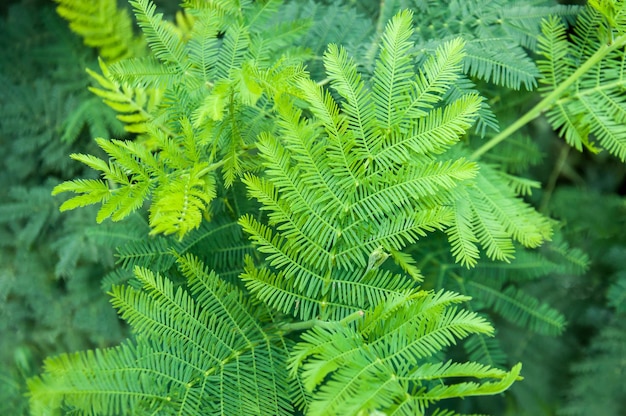 Hojas de bakcground de licencia natural verde de helecho verde en el bosque