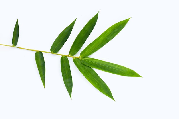 Hojas de bambú frescas hojas verdes sobre fondo blanco.