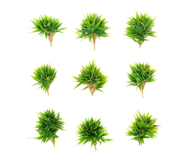 Hojas de bambú Phyllostachys aurea aislado sobre fondo blanco.