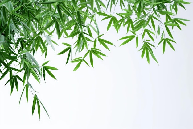 Foto hojas de bambú sobre un fondo blanco