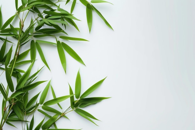 Foto hojas de bambú sobre un fondo blanco