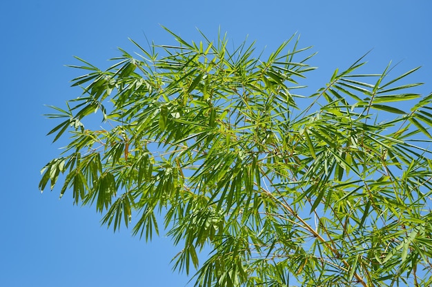 Hojas de bambú verde contra un cielo