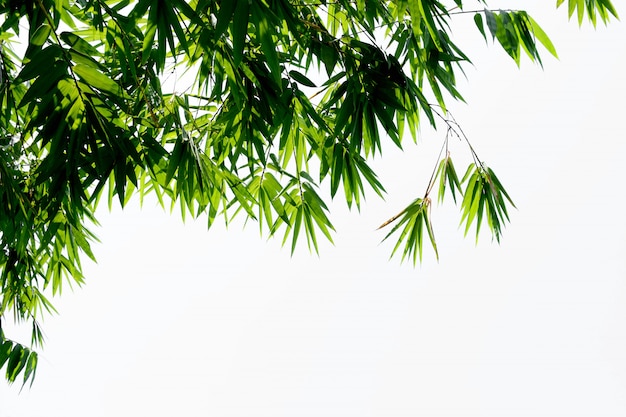 Hojas de bambú verde sobre blanco