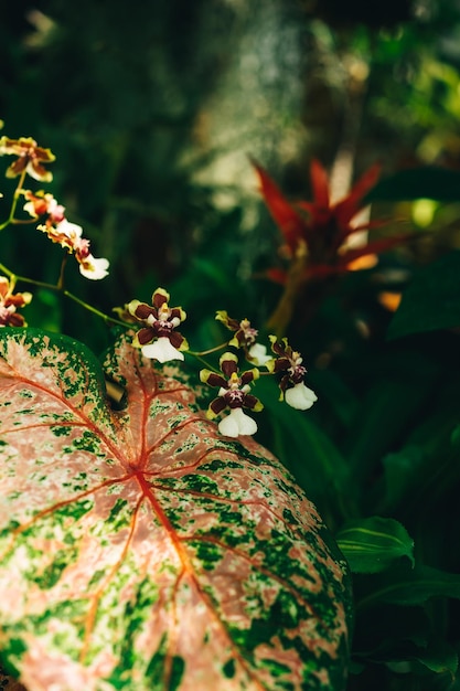 hojas de begonia naranja en el jardín