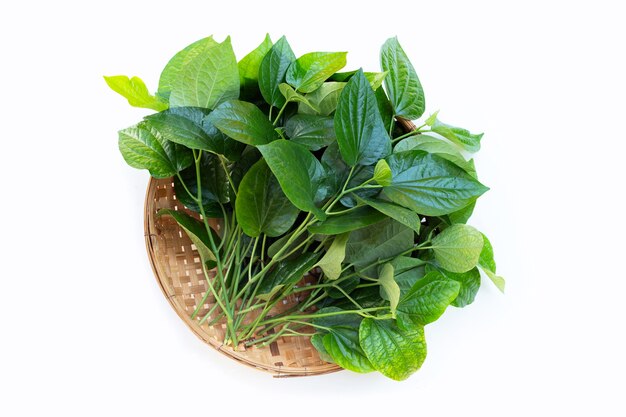 Hojas de betel silvestres frescas en canasta de bambú sobre fondo blanco.